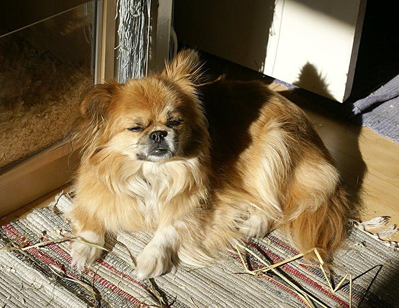 Blanding af racer Pixel, Himmelhund billede 12