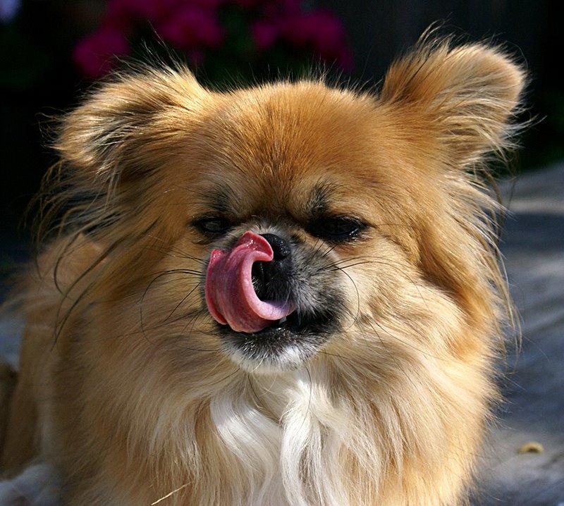 Blanding af racer Pixel, Himmelhund billede 13