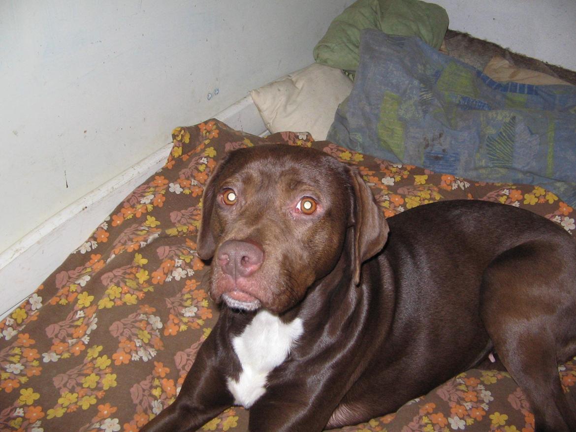 Blanding af racer diva billede 18