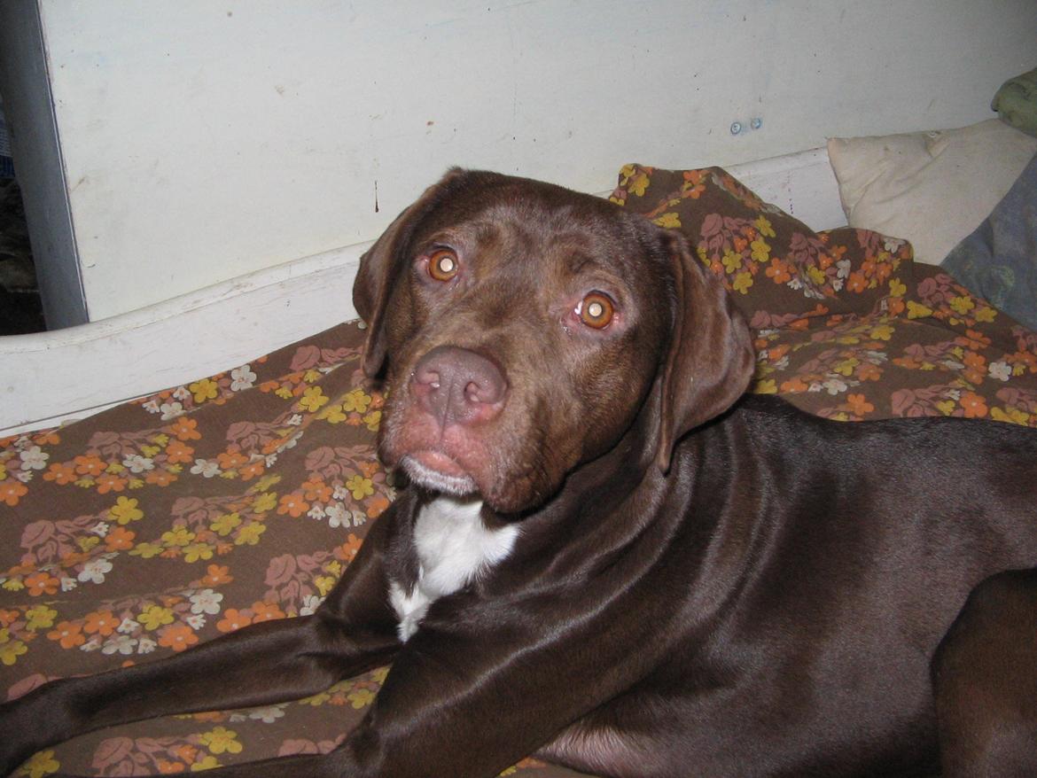 Blanding af racer diva billede 19