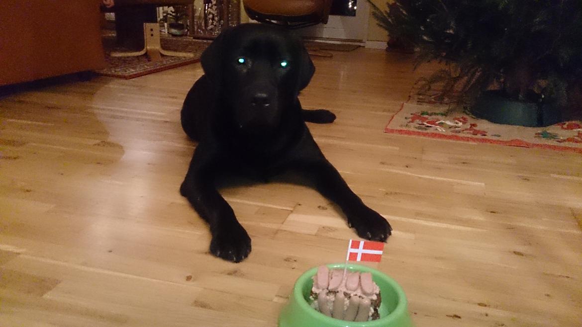 Labrador retriever Lab Kenholm Saint Louis blues (Kaldet Mickey) billede 23