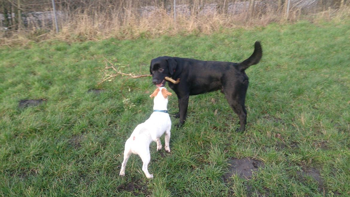 Labrador retriever Lab Kenholm Saint Louis blues (Kaldet Mickey) billede 24