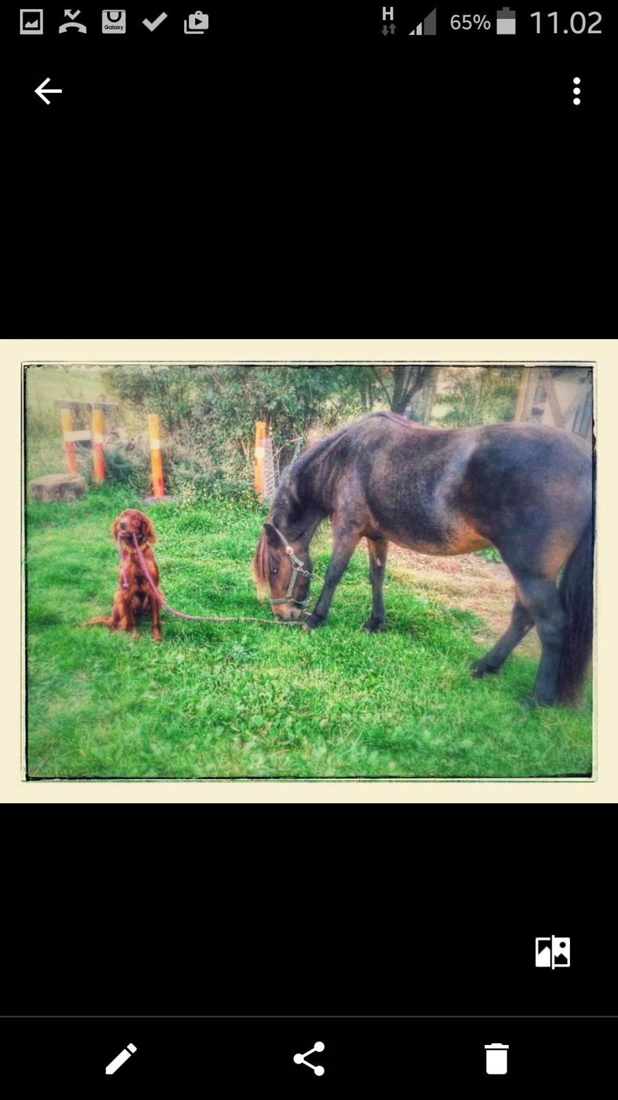 Schæferhund Quinti - Mine venner billede 4
