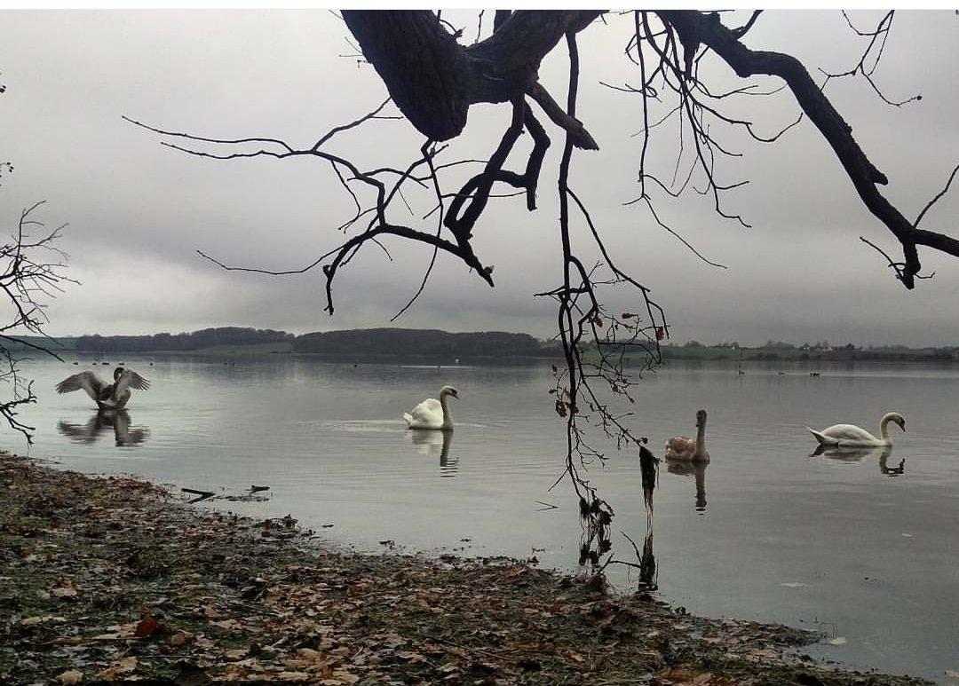 Schæferhund Quinti - Her bader jeg jævnligt billede 5