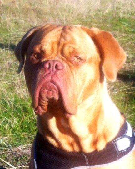 Dogue de bordeaux Abby billede 1