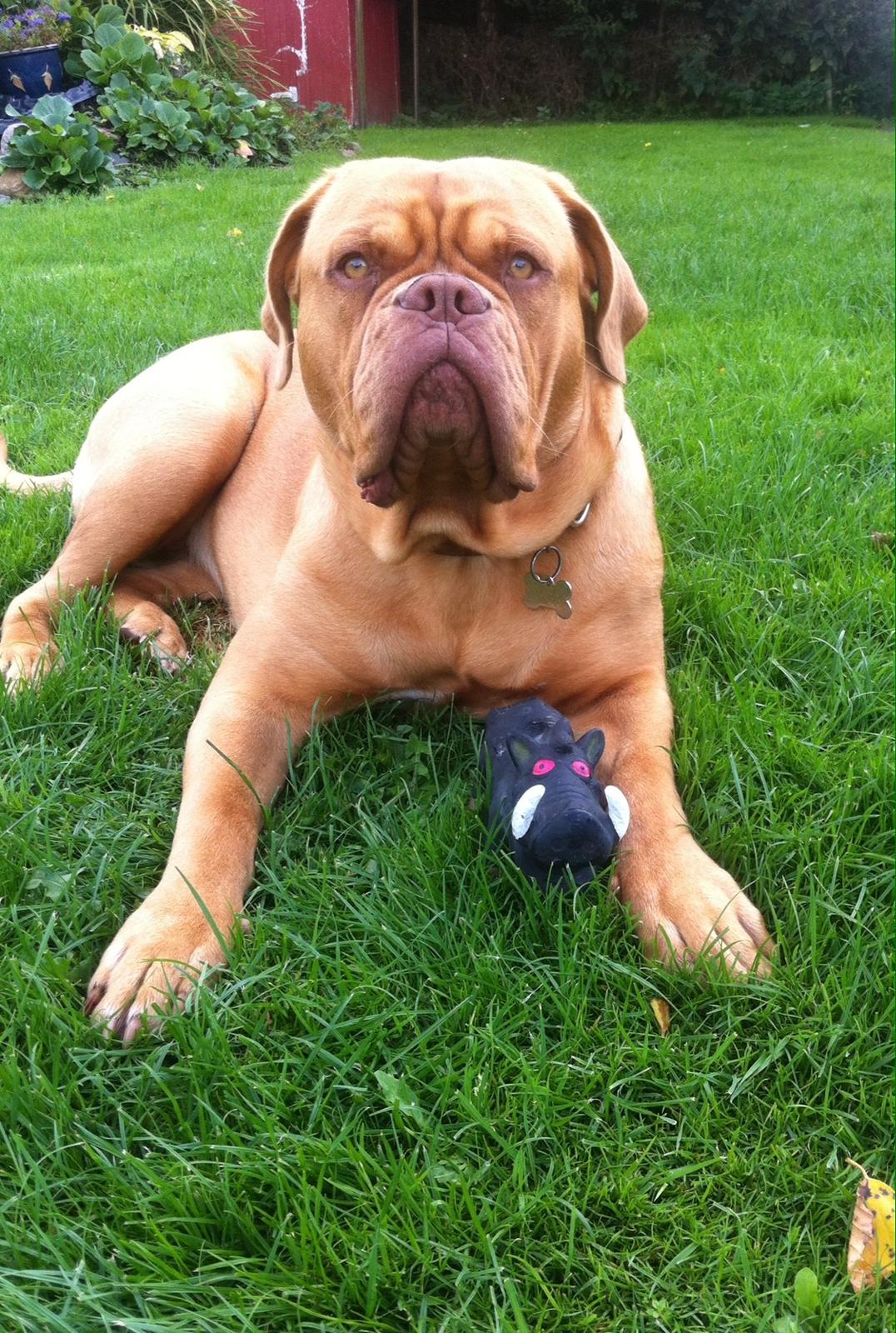 Dogue de bordeaux Abby billede 2