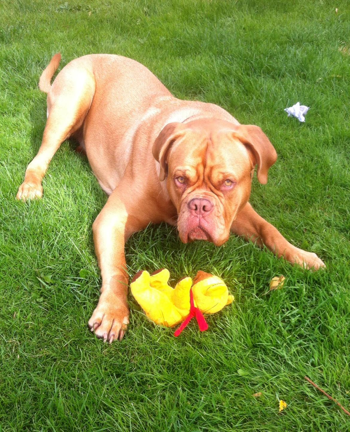 Dogue de bordeaux Abby billede 3