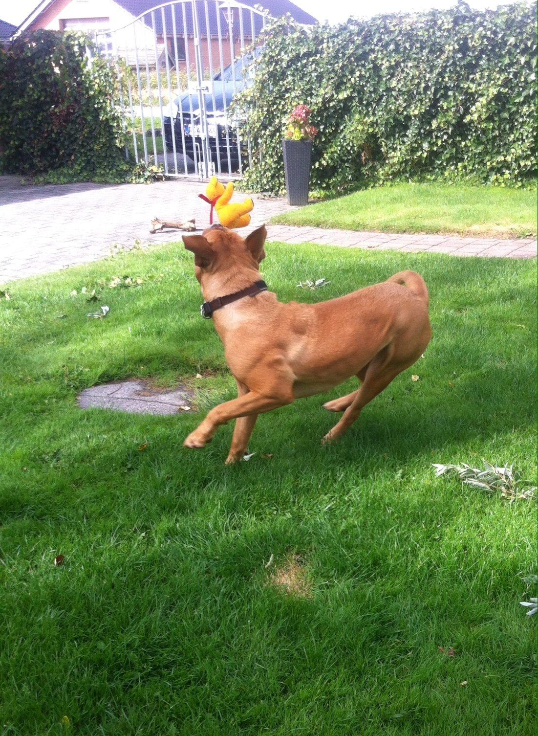 Dogue de bordeaux Abby billede 4