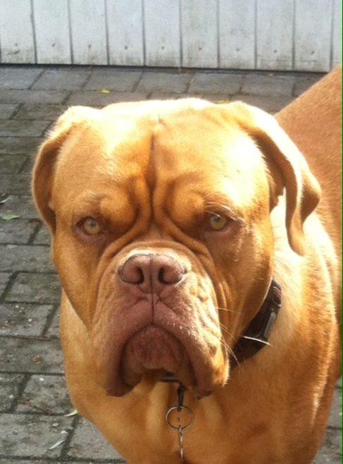 Dogue de bordeaux Abby billede 5