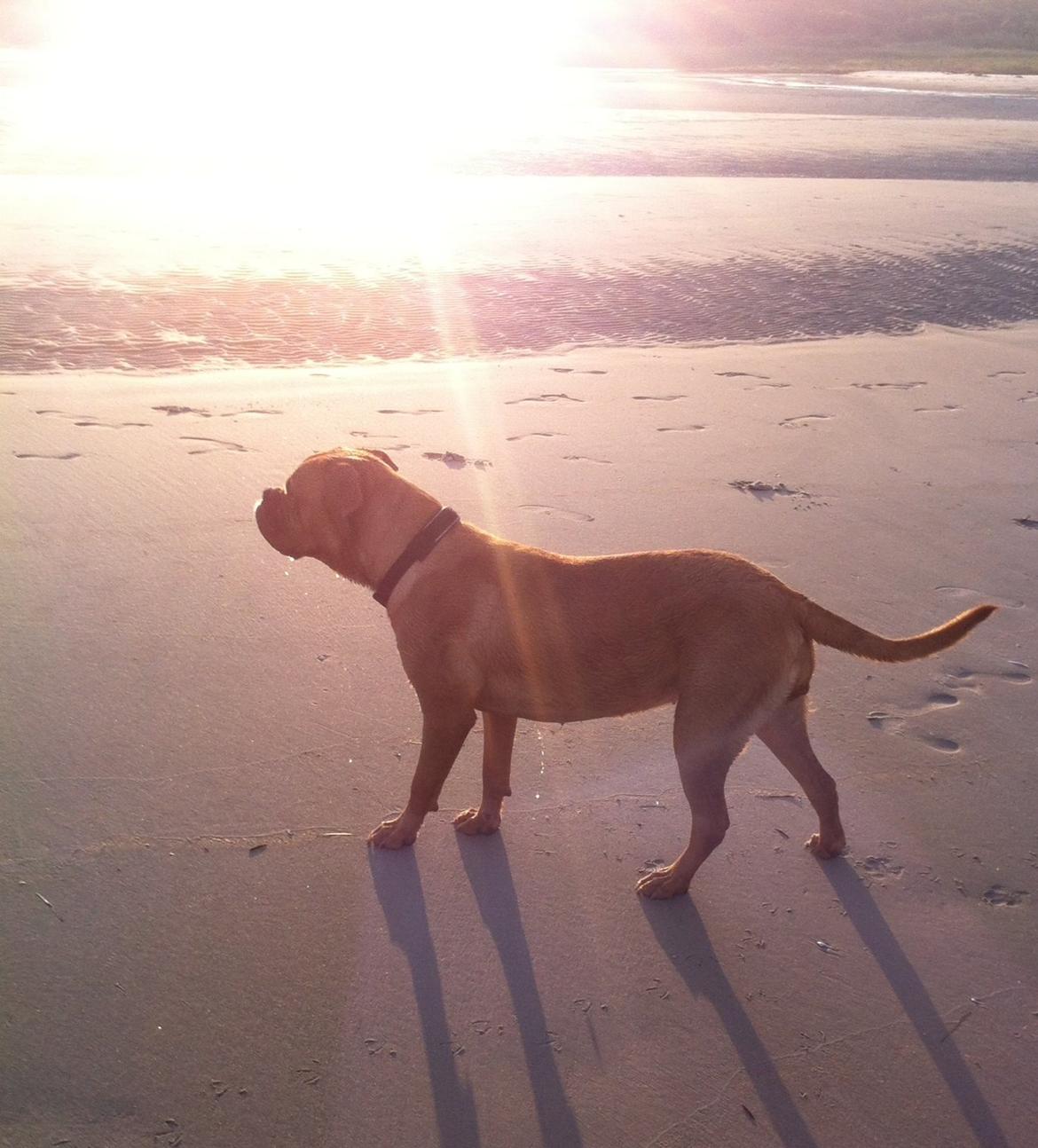 Dogue de bordeaux Abby billede 8