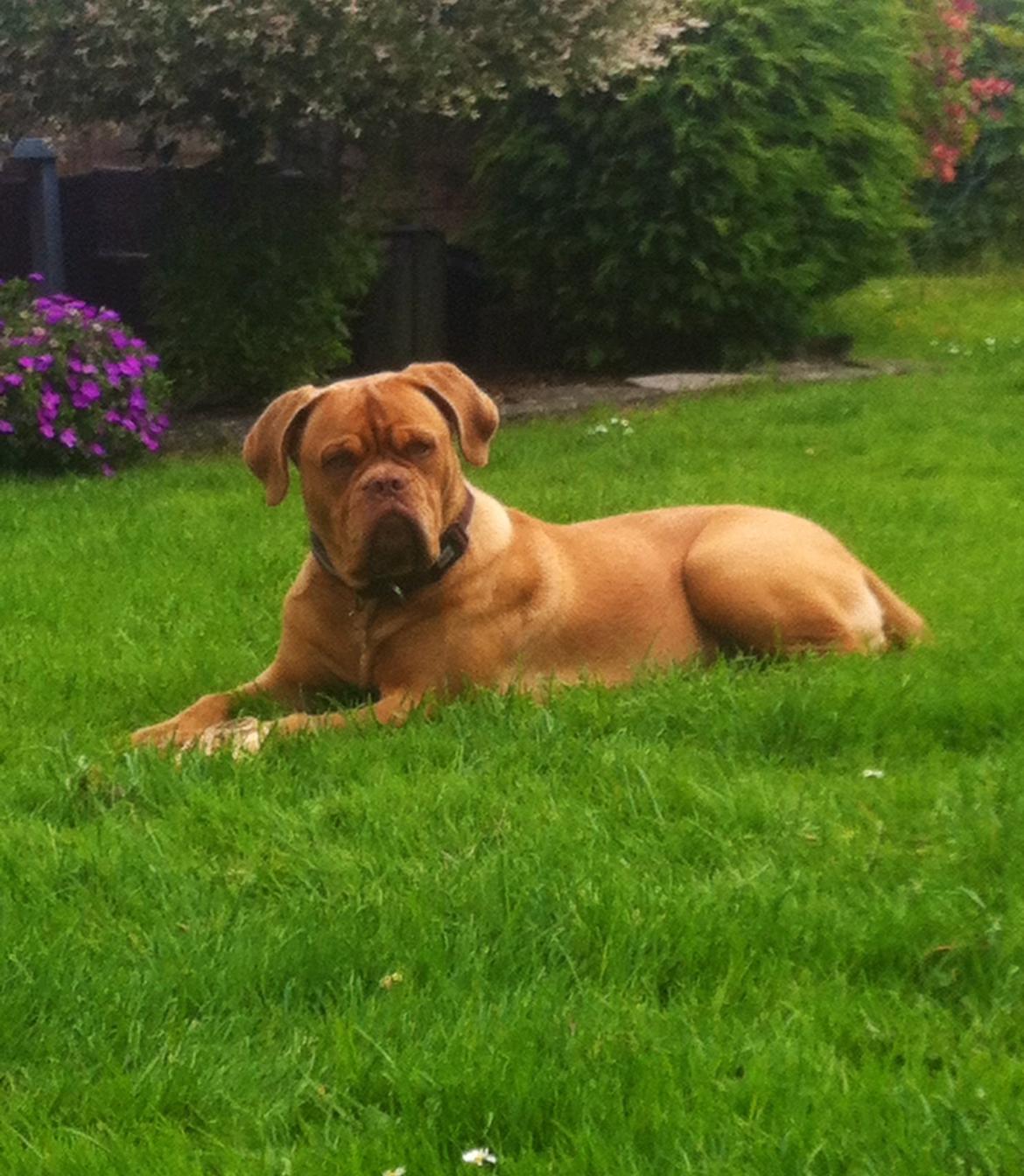 Dogue de bordeaux Abby billede 9