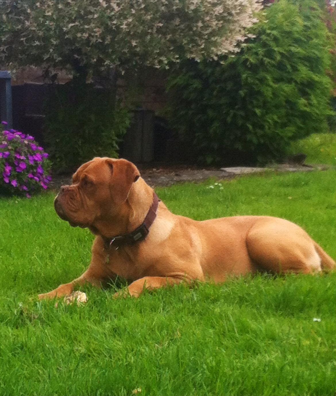 Dogue de bordeaux Abby billede 12