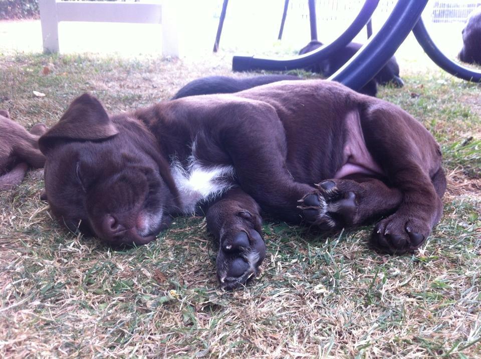 Blanding af racer Alma billede 1