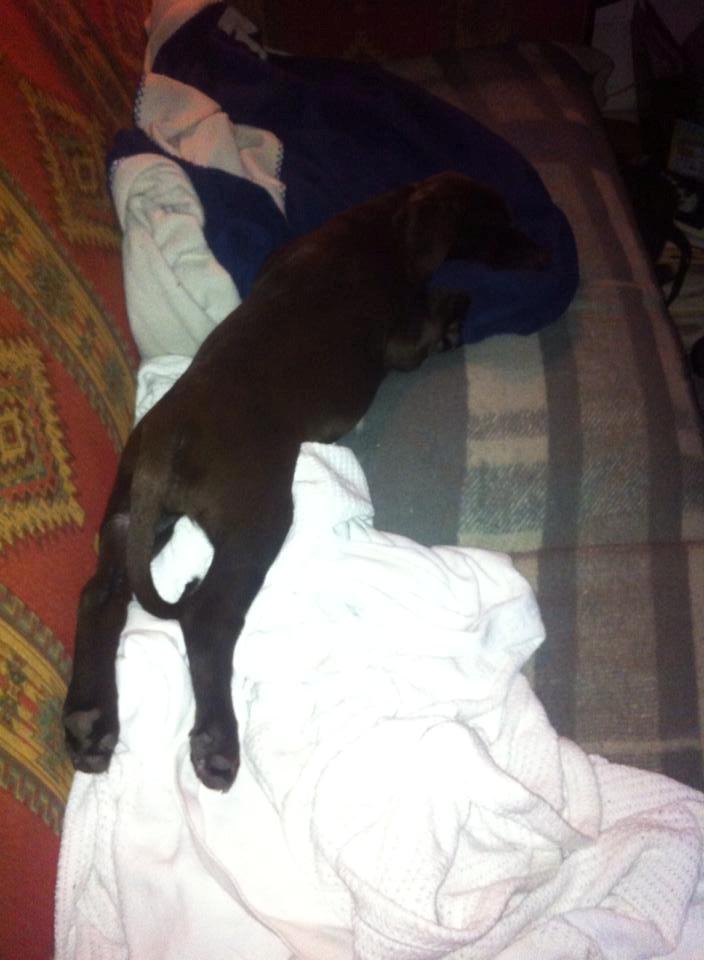 Blanding af racer Alma billede 2