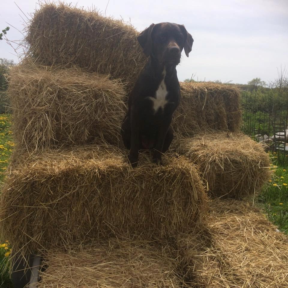 Blanding af racer Alma billede 4