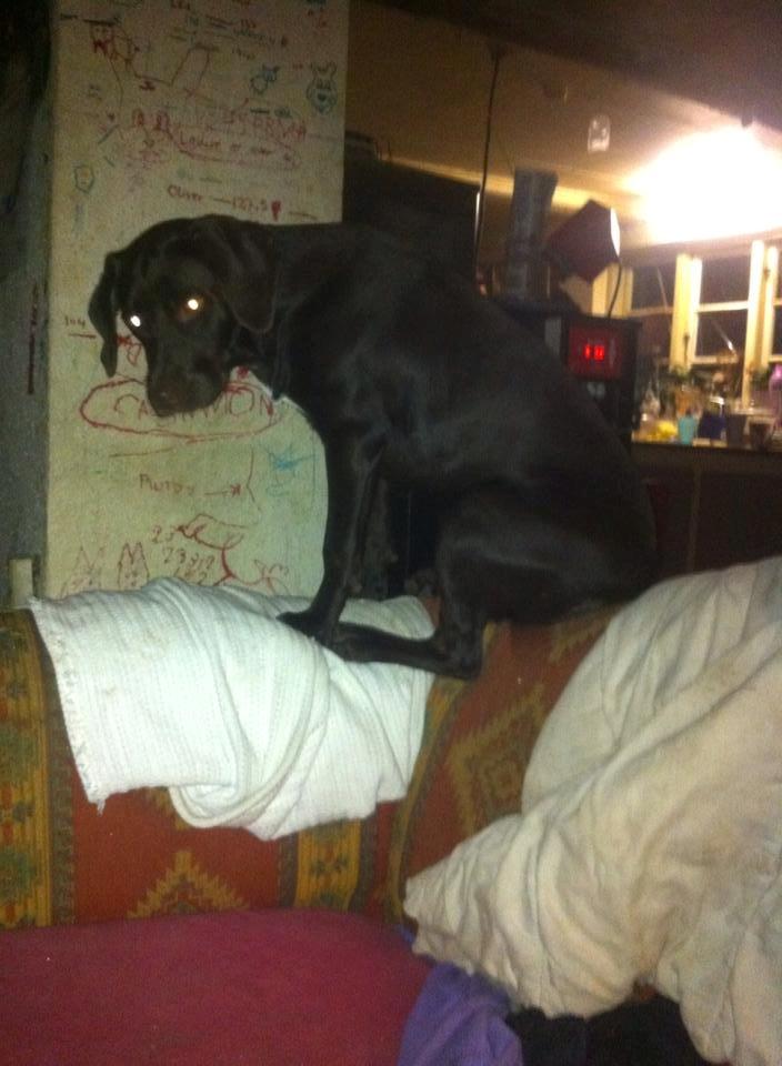 Blanding af racer Alma billede 5