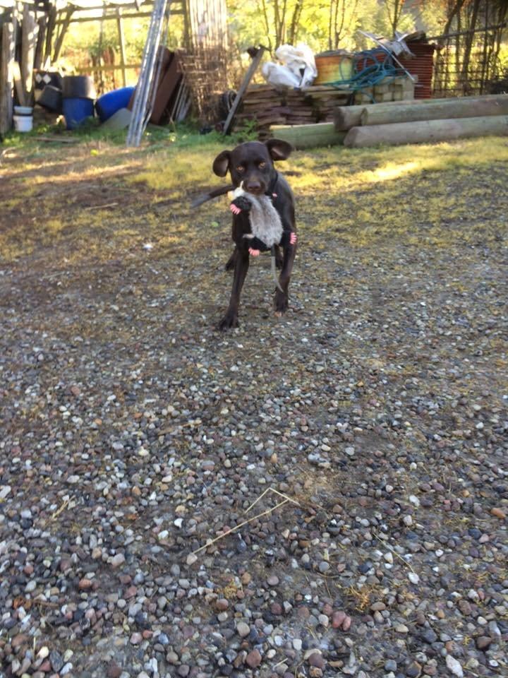 Blanding af racer Alma billede 6