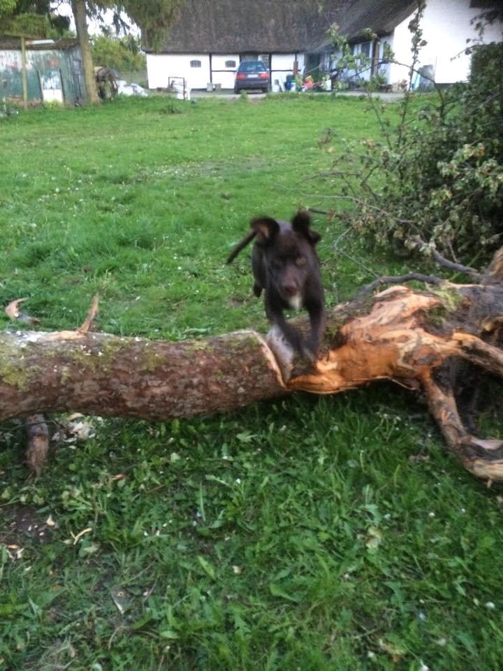 Blanding af racer Alma billede 7