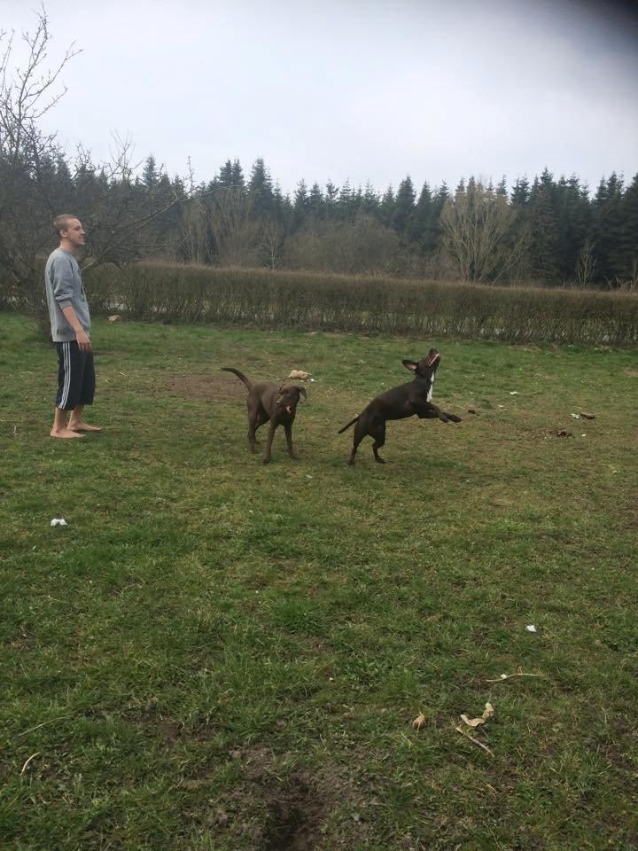 Blanding af racer Alma billede 8