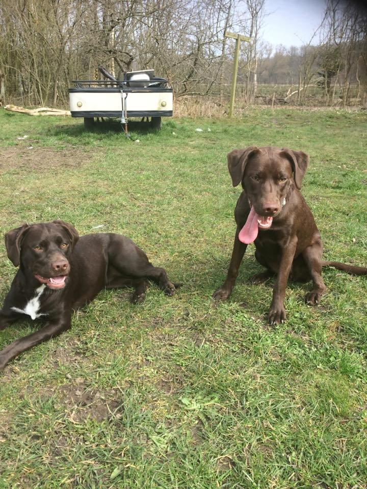 Blanding af racer Alma billede 14