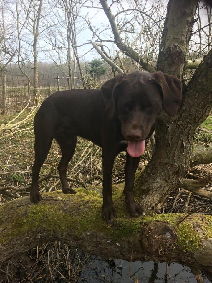 Blanding af racer Alma billede 15