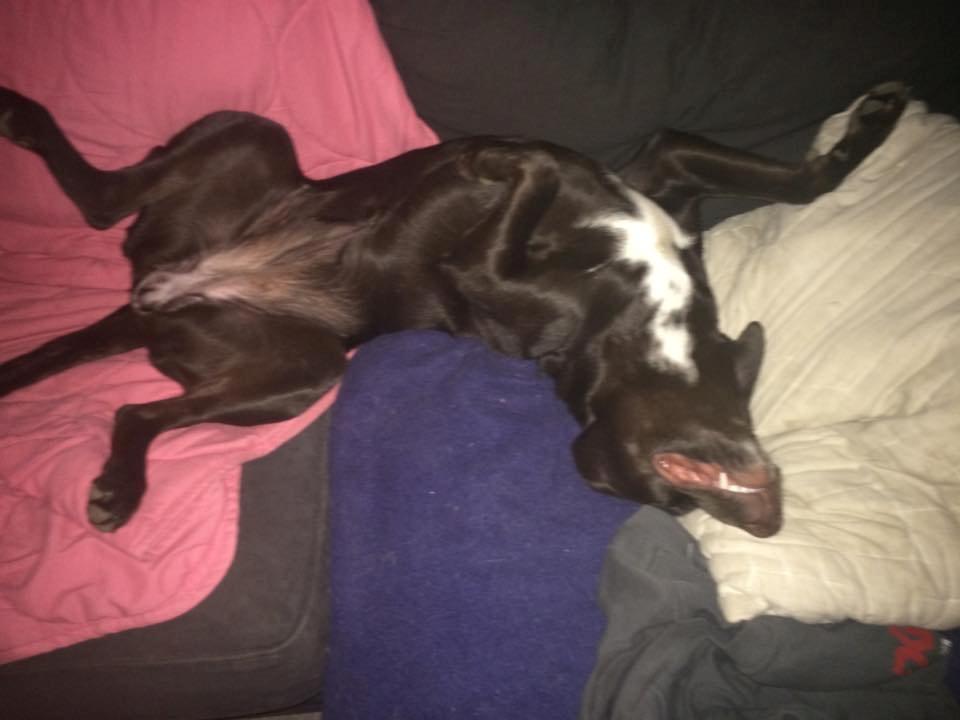 Blanding af racer Alma billede 16