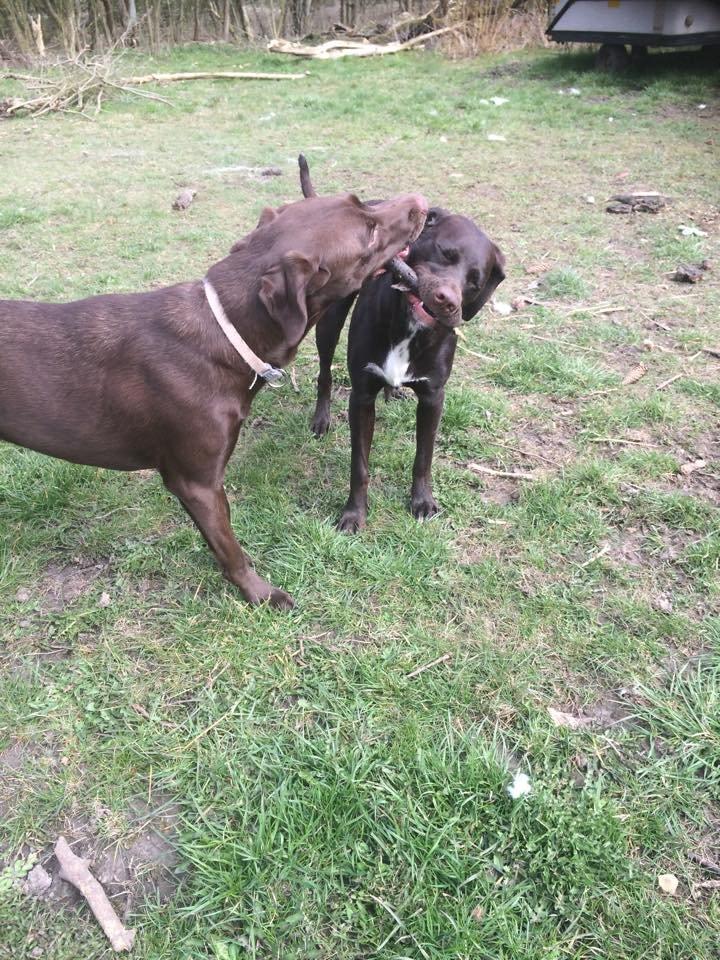 Blanding af racer Alma billede 17