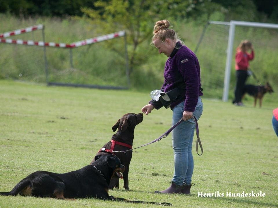 Blanding af racer Alma billede 20