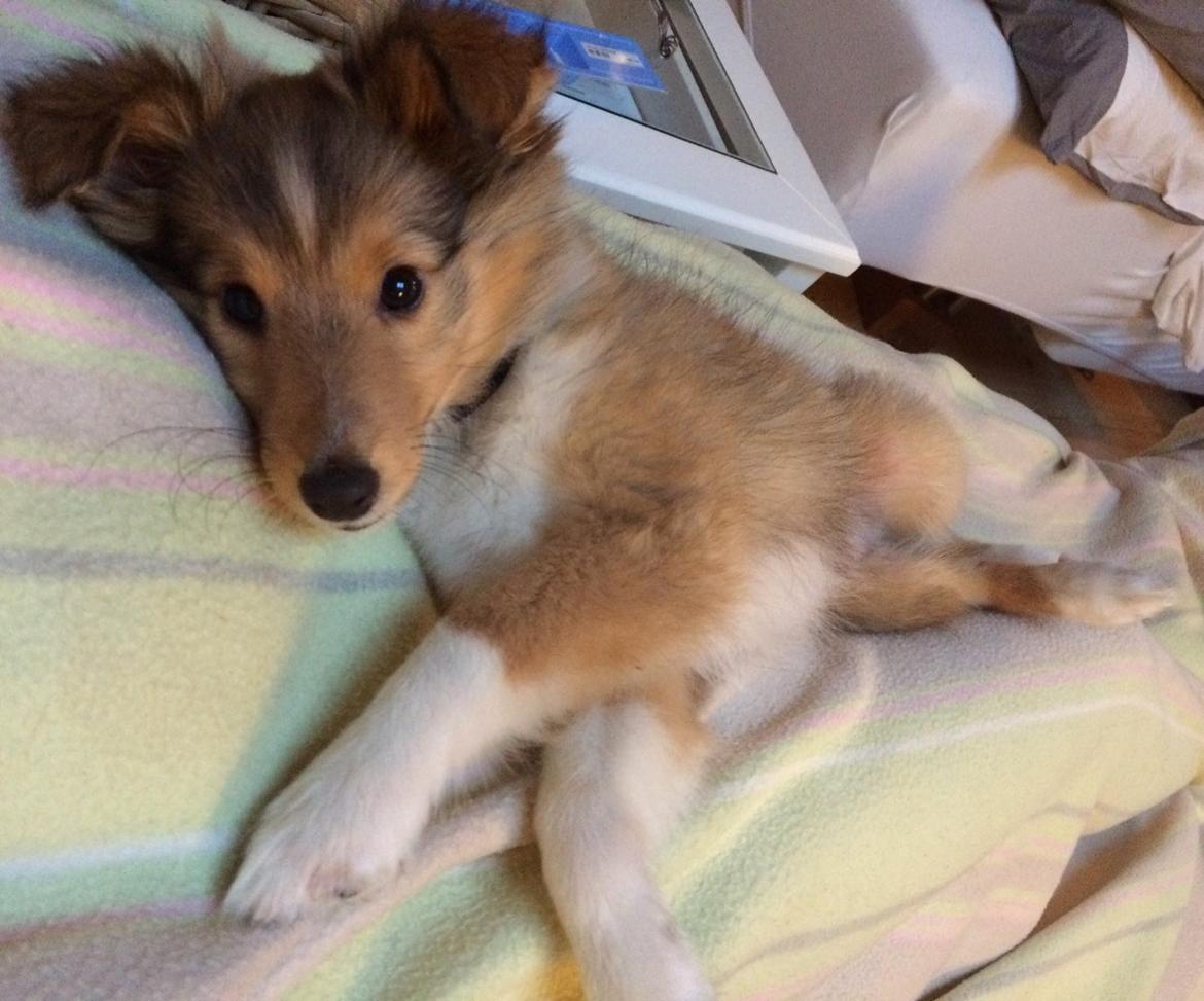 Shetland sheepdog Canto - Vores dejlige dreng, 11 uger gammel. billede 24