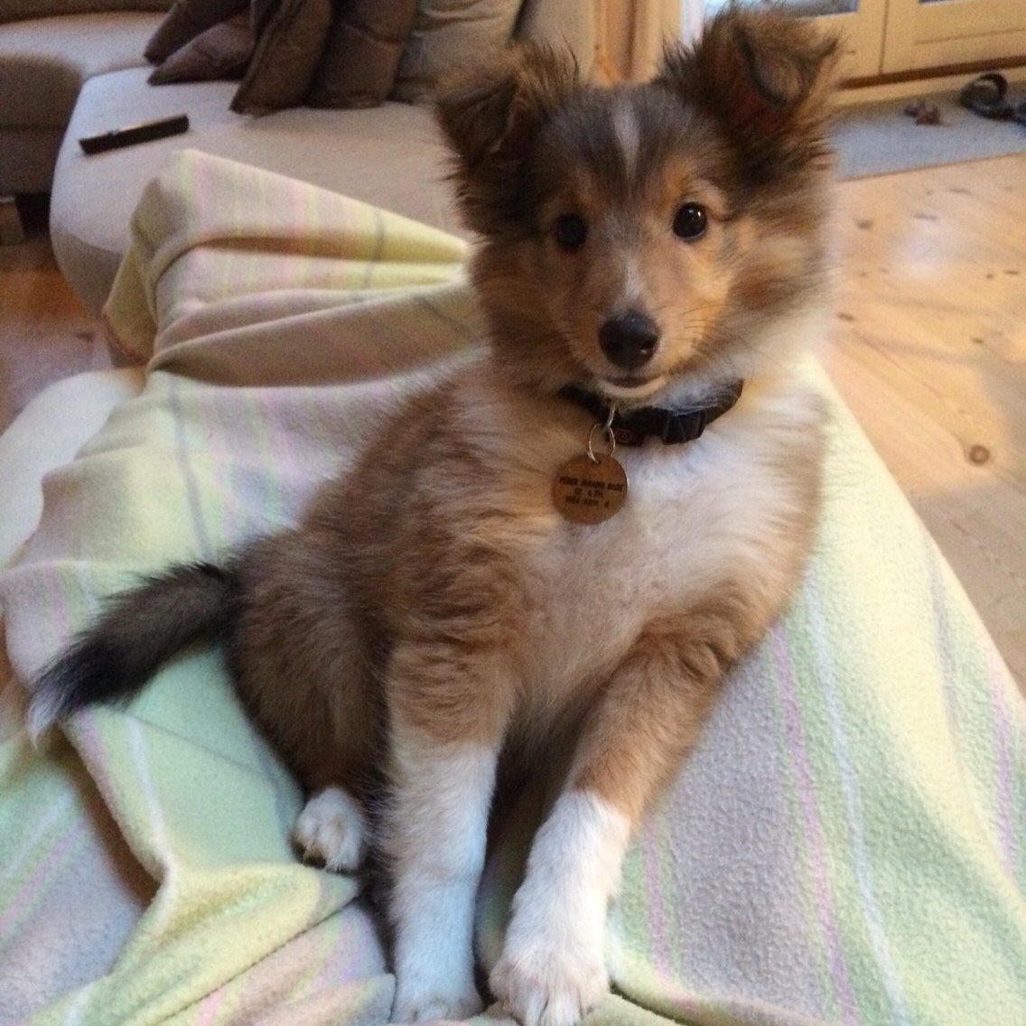 Shetland sheepdog Canto billede 25