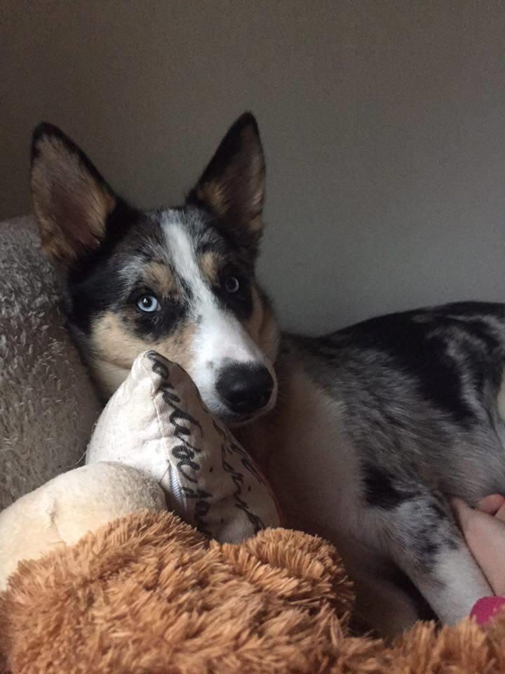 Blanding af racer Ellie billede 8