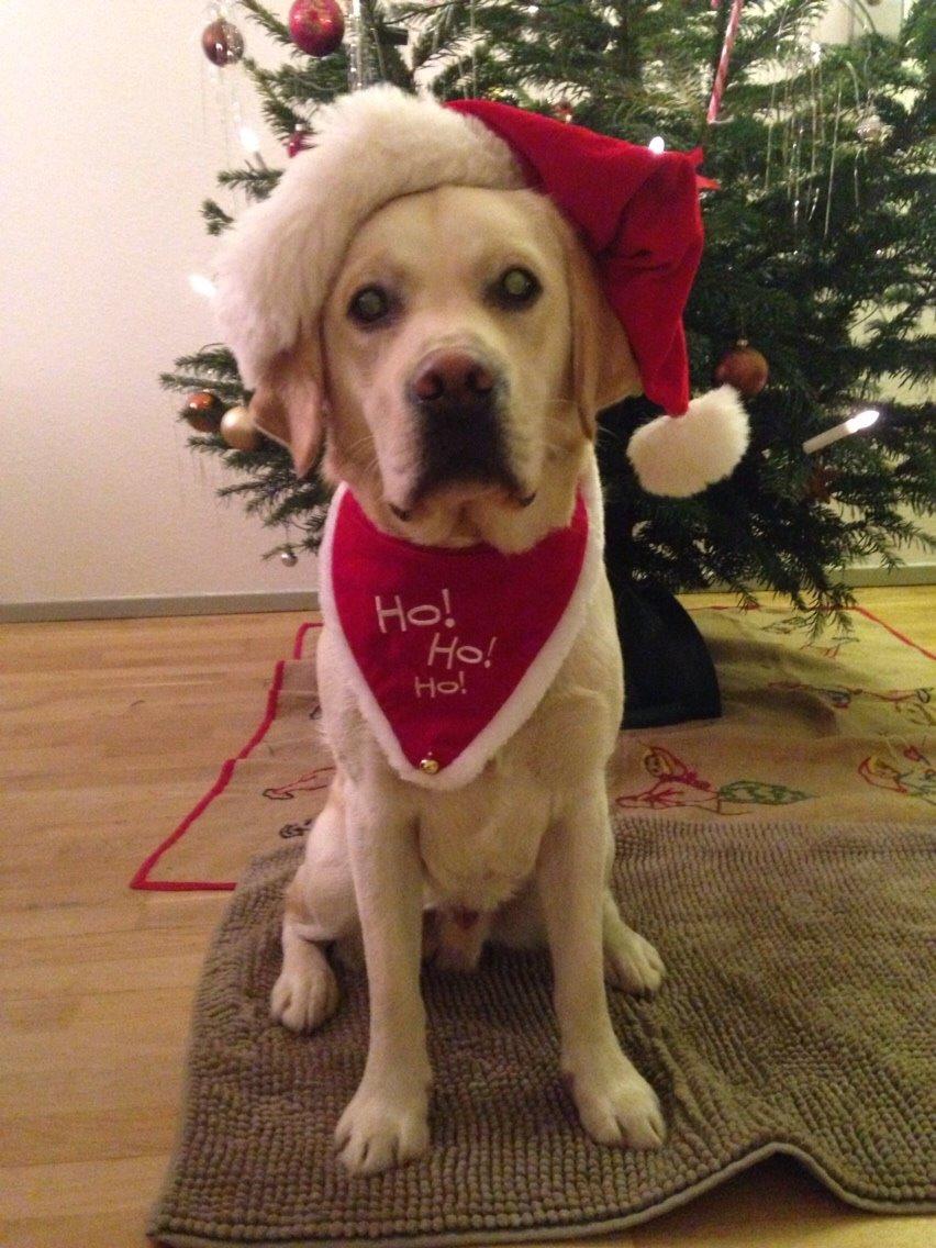 Labrador retriever Dino (Dream Of Labrador's Surprising Star) billede 13