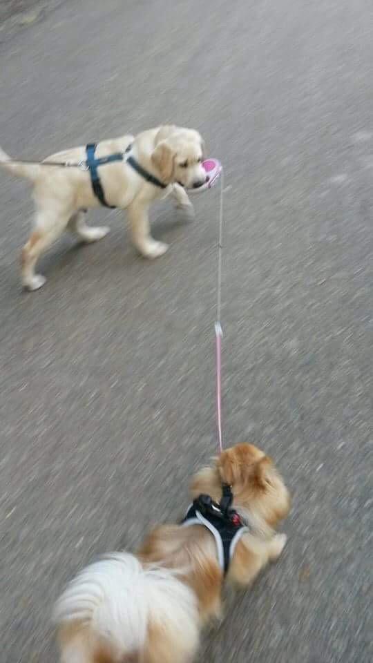 Labrador retriever Manze - Her går jeg tur med svigermors hund. Jeg er ikke så gammel på dette billede. billede 10