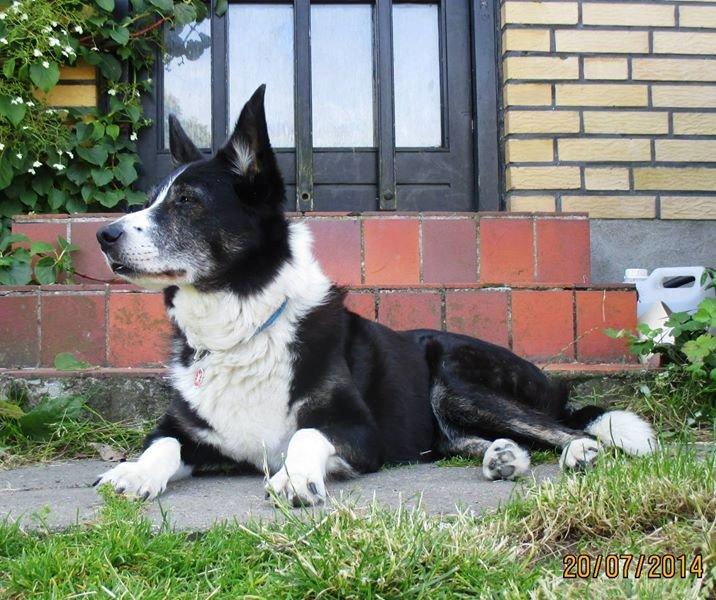 Border collie Píla - Píla 14 år. Damen holder sig stadig godt billede 3