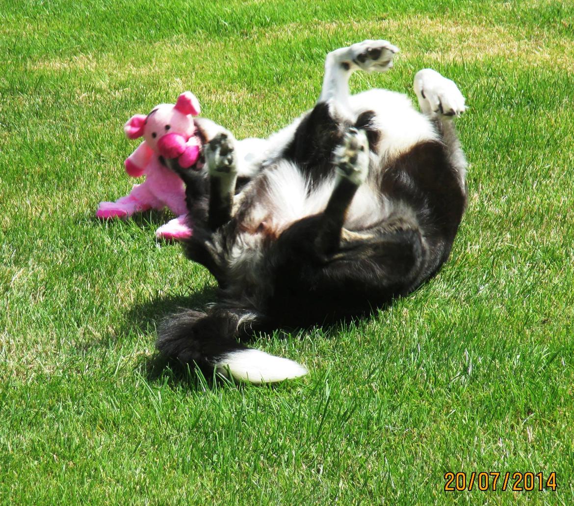 Border collie Píla - Og selvom man er 14 år, kan man da stadig godt være fjollet og give grisen en trimletur :-) billede 4