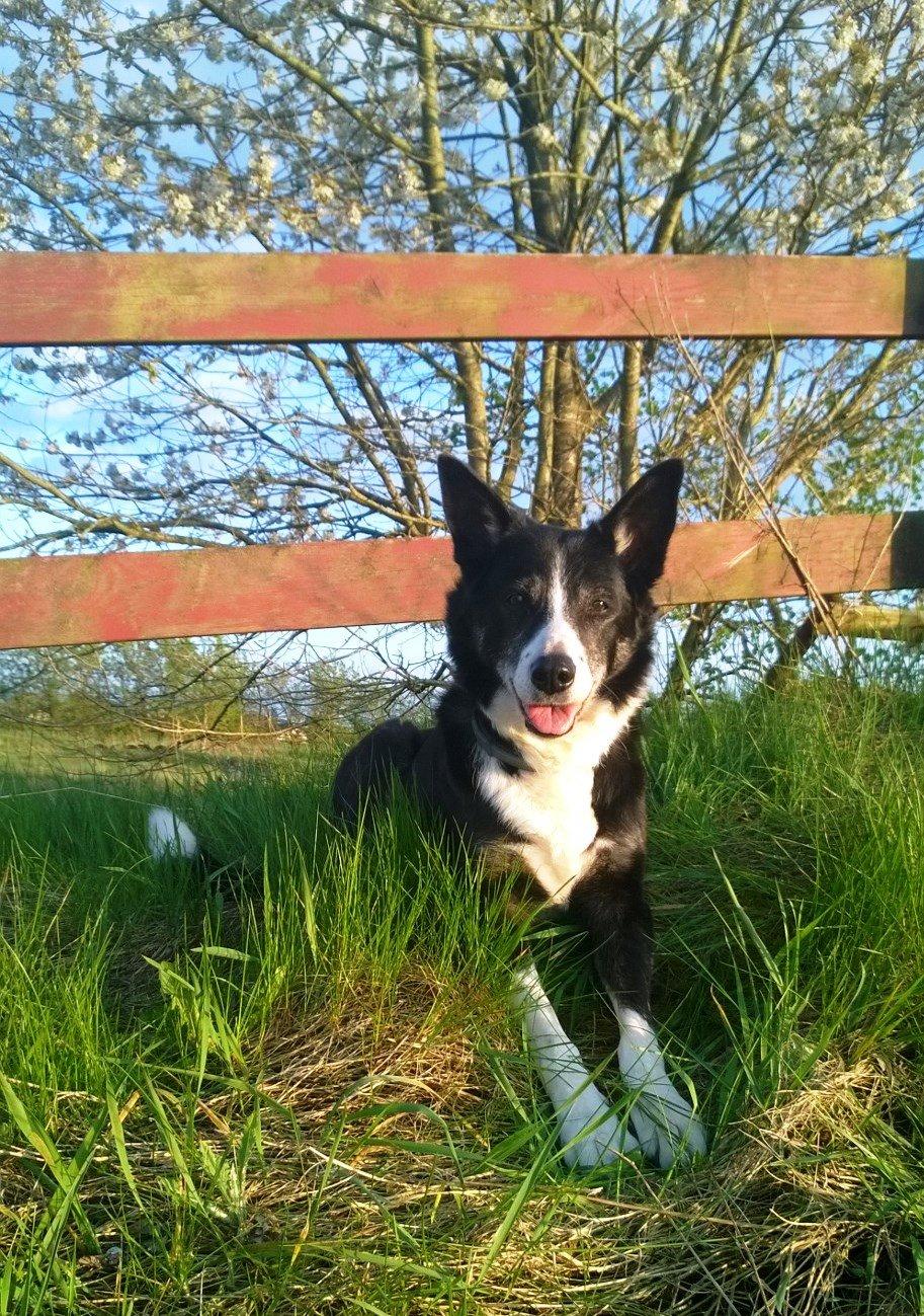 Border collie Píla billede 2