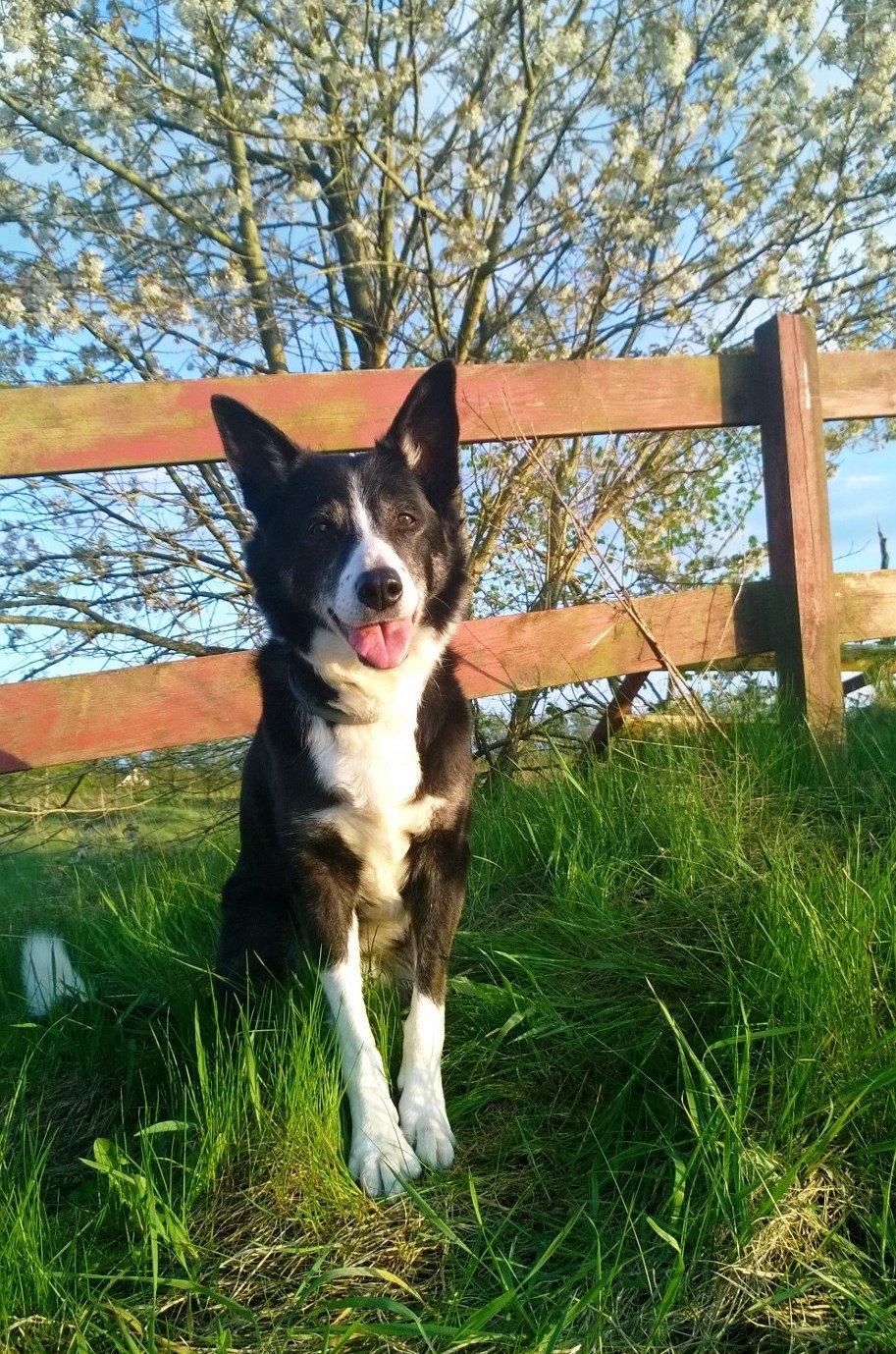Border collie Píla - Píla 15 år. Imponerende, at den gamle tøs stadig er så frisk. Men det varede jo heller ikke ved. 14 dage efter disse billeder gik det stærkt. og en smuk fredag formiddag blev Píla  og jeg enige om, at intet desværre varer evigt. og Píla blev himmelhund billede 1