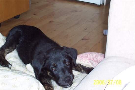 Blanding af racer Tikki billede 6