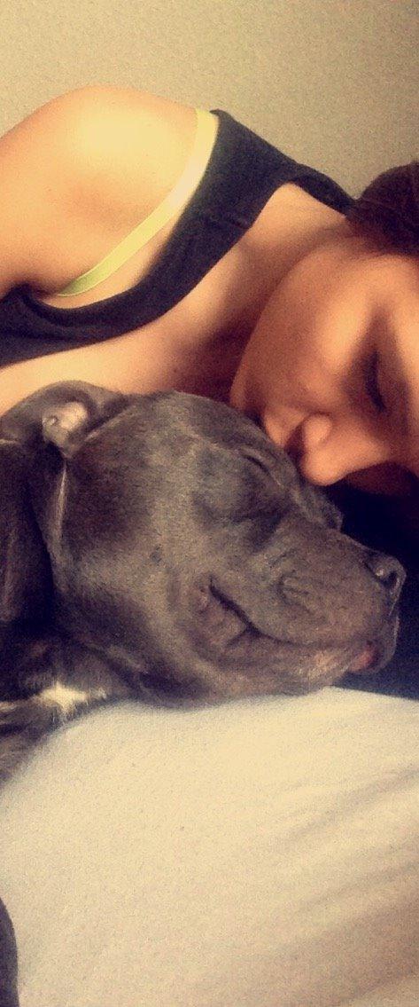 Staffordshire bull terrier Herman billede 45