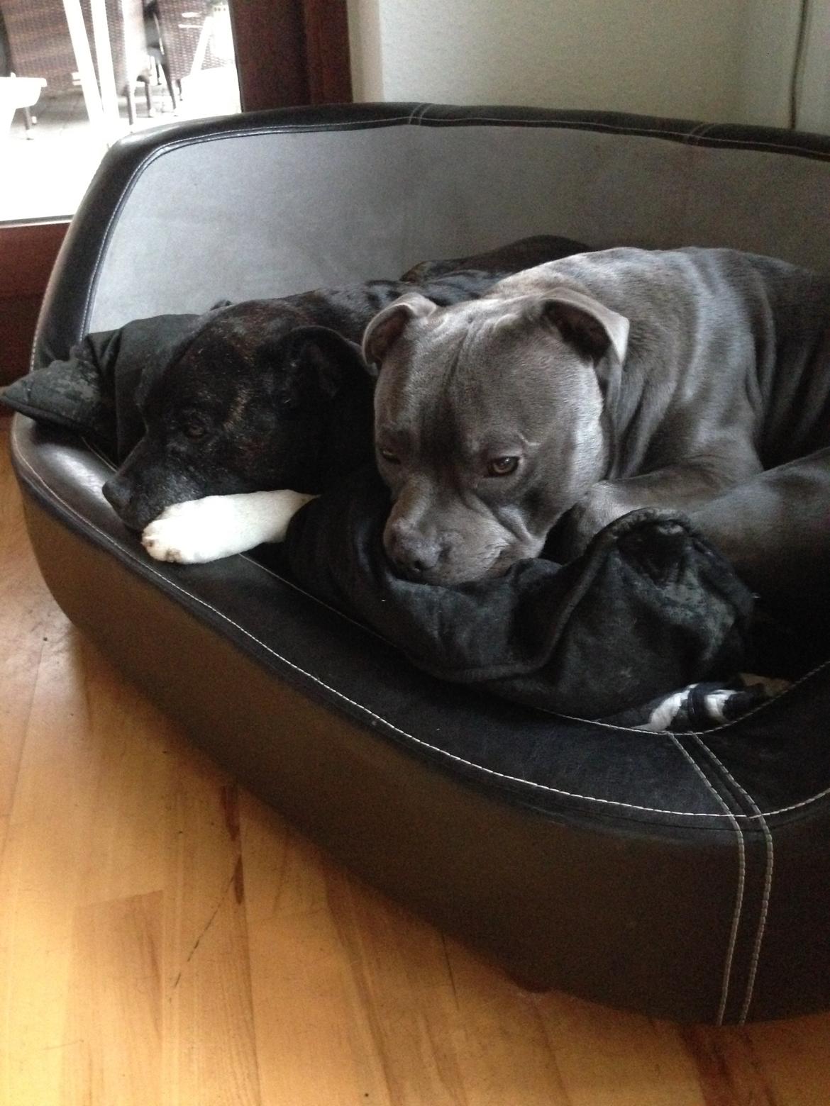 Staffordshire bull terrier Herman billede 44