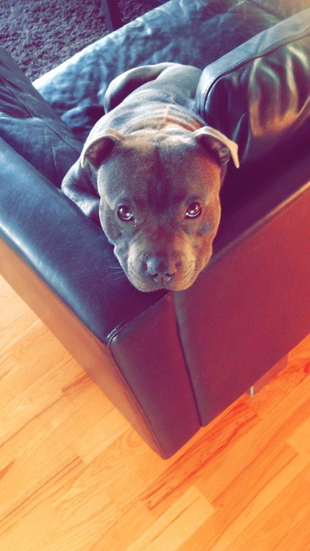 Staffordshire bull terrier Herman billede 46