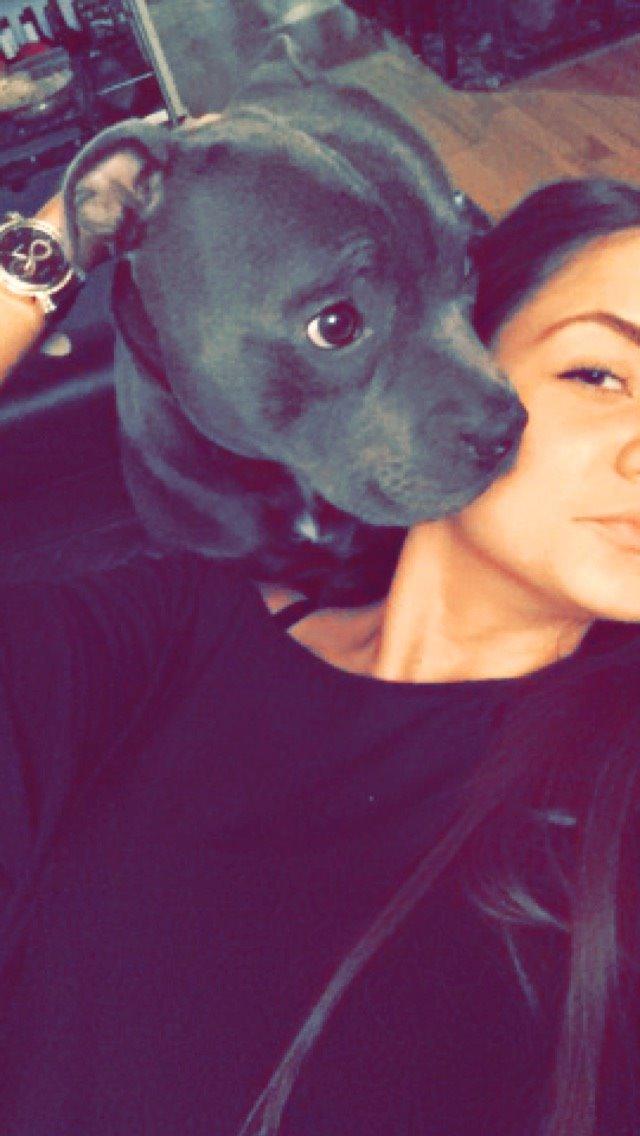 Staffordshire bull terrier Herman billede 47