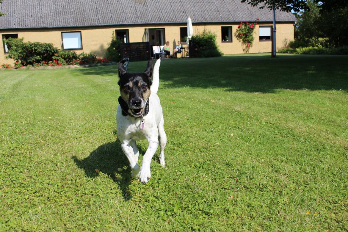 Dansk svensk gaardhund Nikki.<3 billede 1