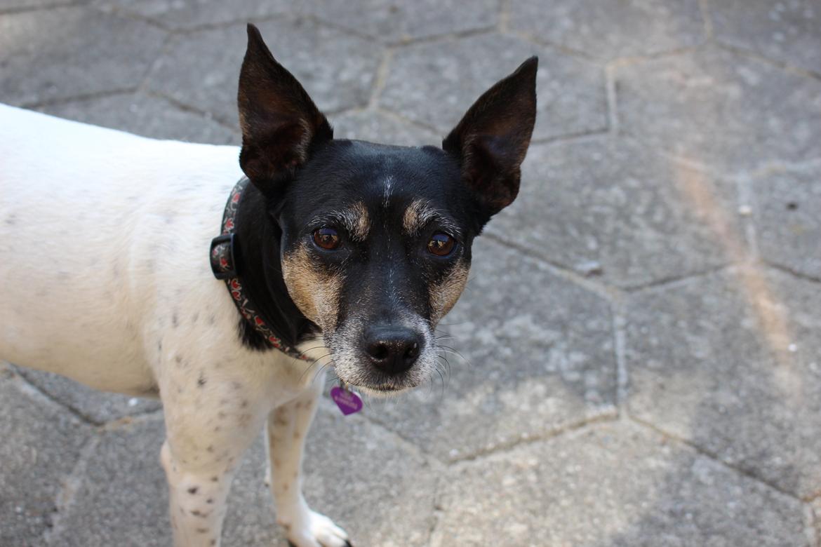 Dansk svensk gaardhund Nikki.<3 billede 5