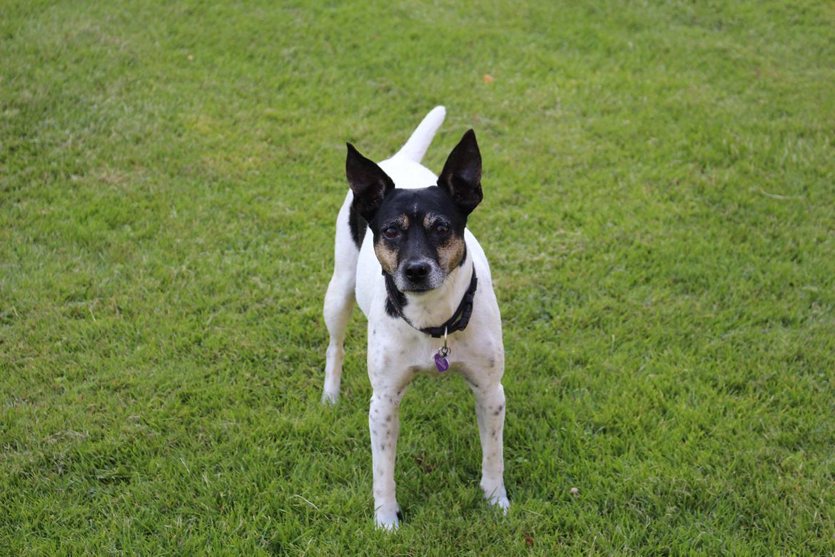 Dansk svensk gaardhund Nikki.<3 billede 6