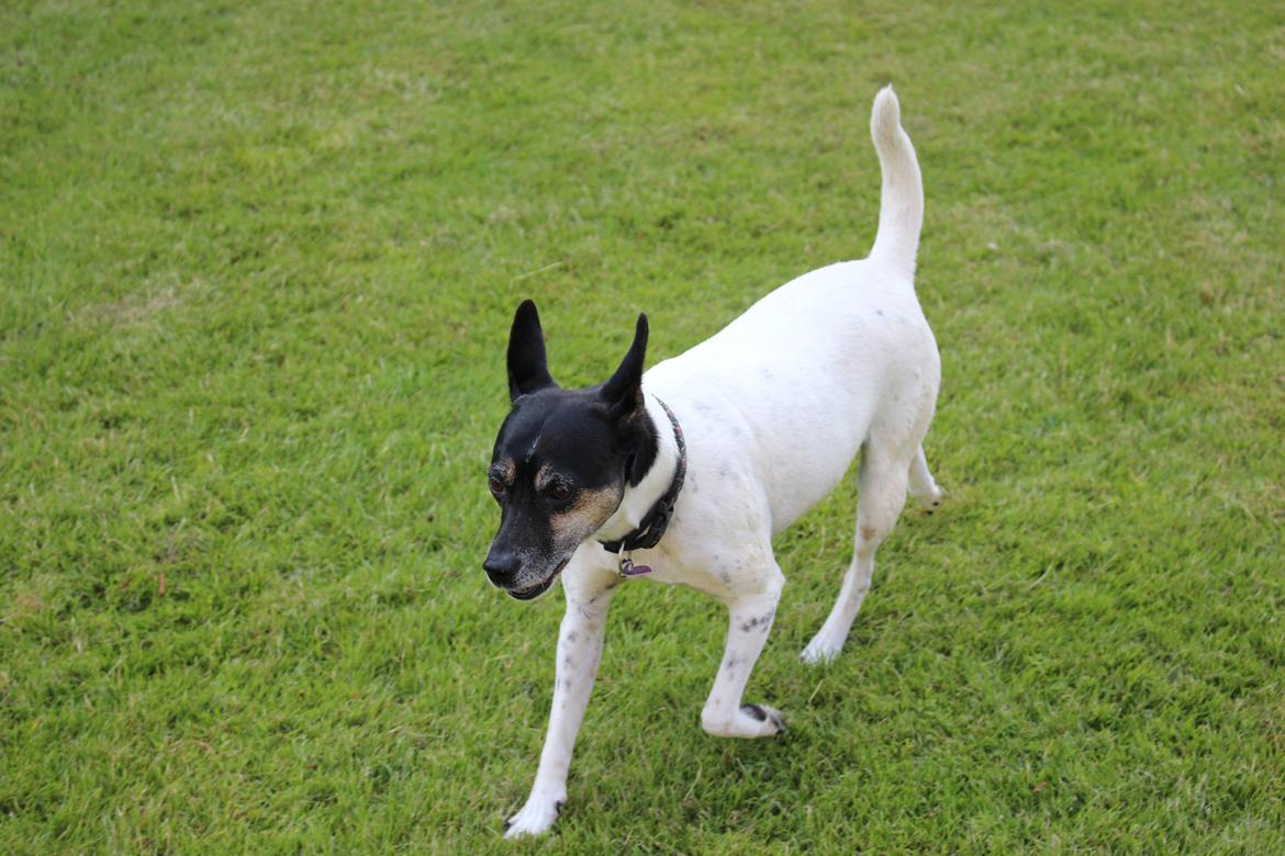 Dansk svensk gaardhund Nikki.<3 billede 7