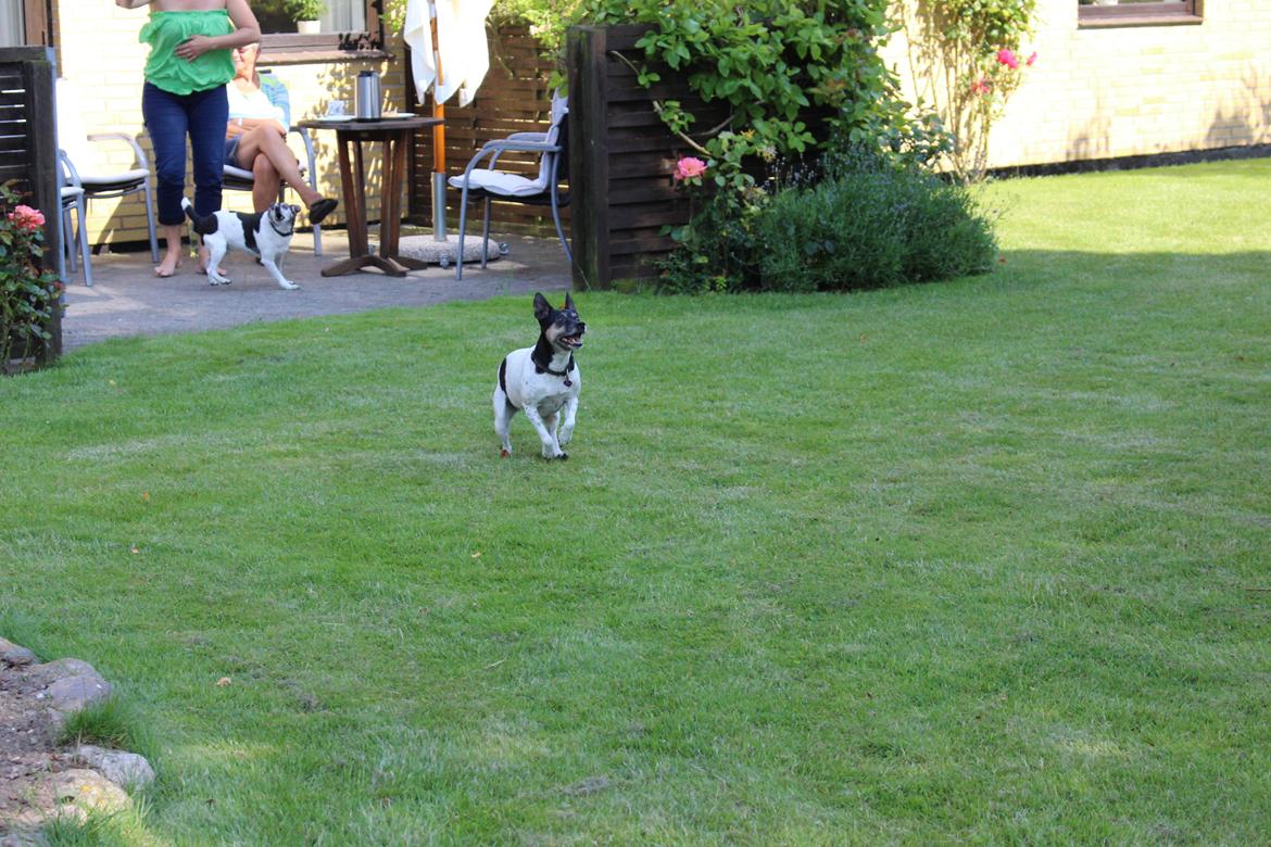 Dansk svensk gaardhund Nikki.<3 billede 8