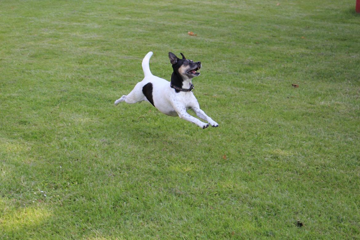 Dansk svensk gaardhund Nikki.<3 billede 9