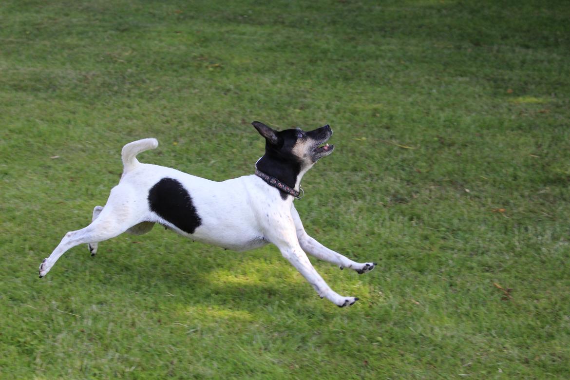 Dansk svensk gaardhund Nikki.<3 billede 10