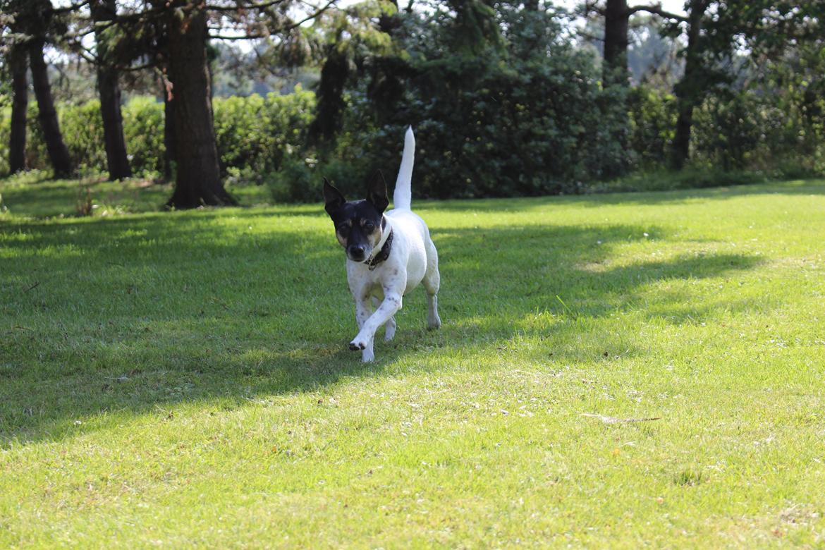 Dansk svensk gaardhund Nikki.<3 billede 3